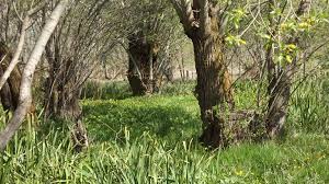 ‌"فش"؛ روستای هنر و ساز