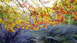 دلایل علمی تغییر رنگ درختان در فصل پاییز