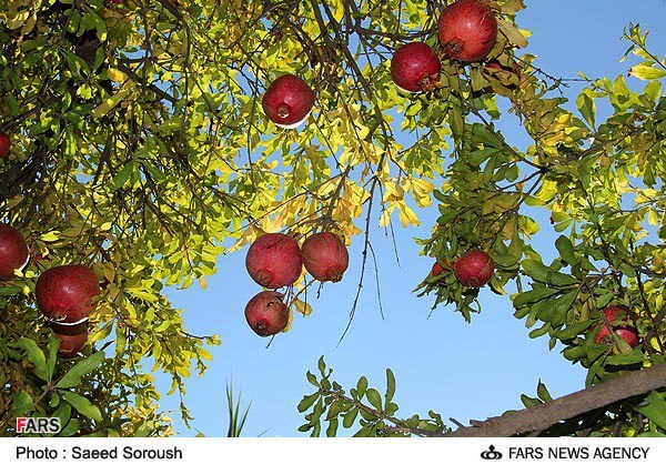 آغاز برداشت انار از سطح باغات شهرستان ايذه