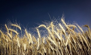 آغاز کشت گندم و جو در گیلان