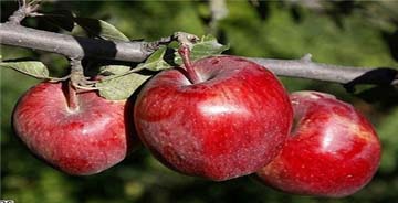 نوشدارویی برای همه بیماریها