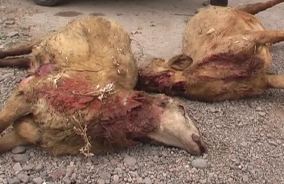 حمله چهار قلاده گرگ به 130 رأس گوسفند