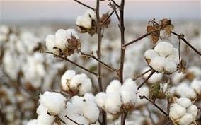 برداشت 3تن وش پنبه برای هر هکتار در اصلاندوز