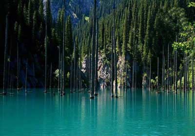 جنگل‌هایی در دل آب + تصاویر