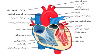 دکتر فریدون سبزی رکورد دار انجام 1000عمل قلب باز