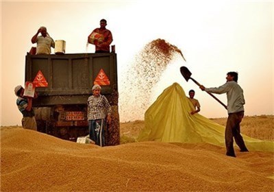 تولید گندم در کرمان به ۶ تن در هکتار افزایش می‌یابد