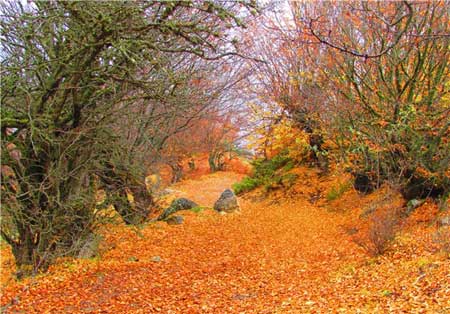 زیبایی دو چندان قدیمی‌ترین جنگل کشور در فصل پاییز + تصاویر