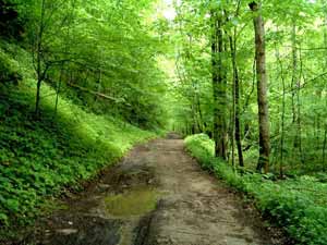 شهمیرزاد دارای 49 هزار هکتار جنگل است