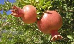 انارچینی در روستای تاریخی انبوه