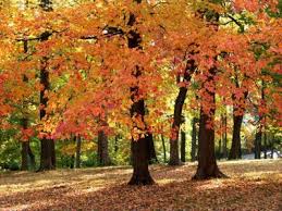 ۷ راهکار شادابی پوست و مو در پاییز