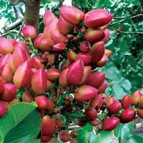 خراسان شمالی 2 هزار هکتار باغ پسته دارد