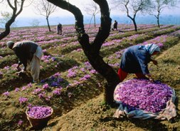 توسعه کشت زعفران در شرق استان گیلان