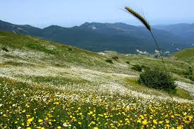 نابودی 40 درصدی پوشش گیاهی جنگل فندقلو