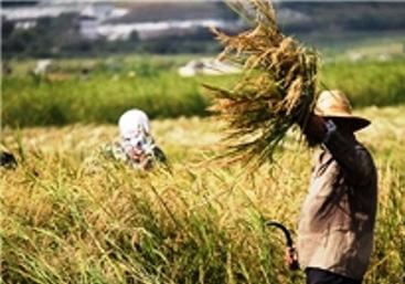روستای تاریخی سرابکلان سیروان میزبان جشنواره 'برداشت برنج'