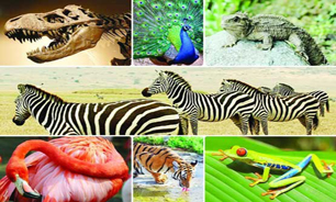 کاهش 50 درصدی شاخص گونه‌های جانوری در جهان