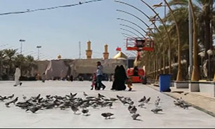 پر کشیدن کبوترهای بین الحرمین به سمت حرم + فیلم