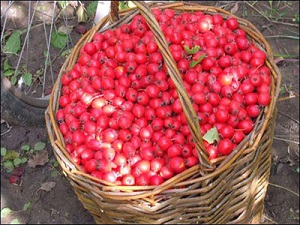 بهبود بیماری های قلبی با این دمنوش خوشمزه!