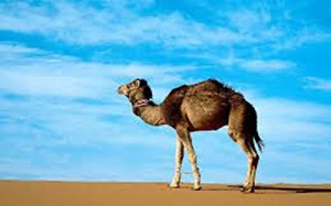 چرا شتر به عنوان دیه لحاظ شده است؟