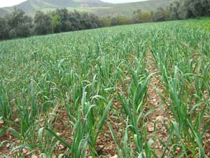 آغاز کشت سیر دربشاگرد
