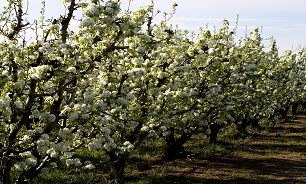 کشت گونه های بومی گیاهان موجب احیای منابع طبیعی می شود