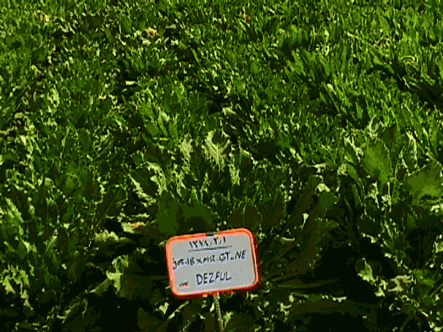 نیاز چغندرکاران کهگیلویه و بویراحمد در سال زارعی تامین شده است