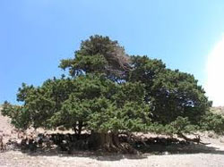 کوهبنان ذخیره گاه و رویشگاه درختان اُرس