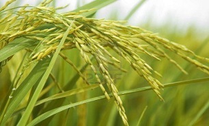 گیلانغربی ها امسال در 80 هکتار از اراضی خود برنج کاشتند.
