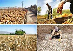 کرمان پایلوت اجرای طرح کیفین بخشی کود در کشور