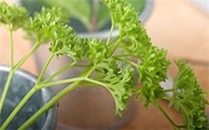 رفع بوی بد دهان با این سبزی معطر!