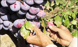 تبدیل باغهاي آلوی نیشابور به مناطق تفریحی این محصول انحصاری ایران را نابود می کند.