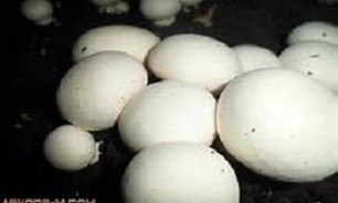 جنگ با سرطان با راهی ساده!
