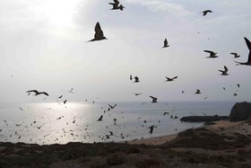 مشاهده کبوتران مهاجر در پارک ملی گلستان