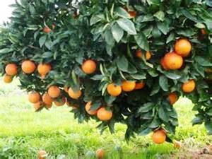 پیش بینی افزایش برداشت پرتقال در هرمزگان