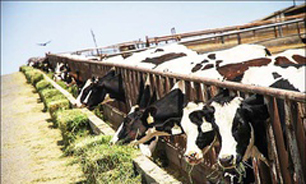 اعطای 80 درصد اعتبار مورد نیاز برای احداث دامداری کوچک روستایی در زنجان
