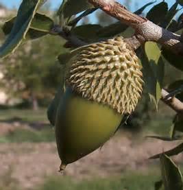روغن دانه های بلوط مناسب ترین روغن غذایی دنیا است