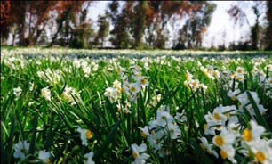 ثبت 9 اثر طبیعی در فهرست آثار ملی