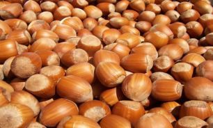 پرداخت تسهيلات به فندق كاران خسارت ديده