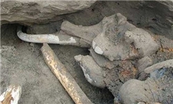 کشف قطعات فسیل یک میلیون ساله فیل در چالدران