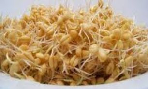اسرار شگفت انگیز جوانه ها برای لاغری فوری