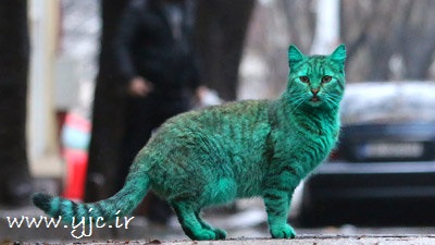 گربه‌ای که یک کشور را به هم ریخت +عکس