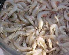 میگوی سفید، سهم پاییزه صیادان خوزستانی