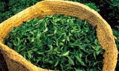 کشت و کار چای در 7 فصل