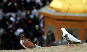 "آشنا‌ترین غریب" به بازار کتاب می‌آید