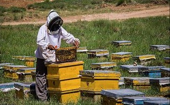 عسل تقلبی را بشناسیم/اثرات درمانی عسل