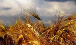 افزایش 110 درصدی خرید تضمینی گندم در کهگیلویه و بویراحمد