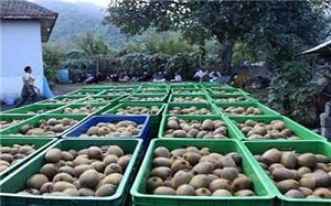 کیوی صادراتی بی‌مشتری ماند
