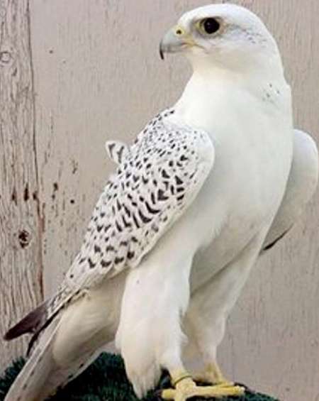 کشف پرنده میلیاردی در یزد