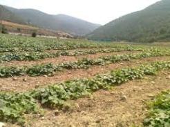 بلاتكليفي اراضي کشاورزي شوش