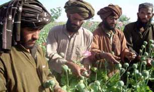 کشت خشخاش و شاه دانه، مخرب برای امنیت و اقتصاد "افغانستان" سودآور برای طالبان