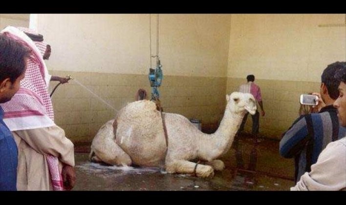 ماساژ و کارواش شتر در عربستان+عکس
